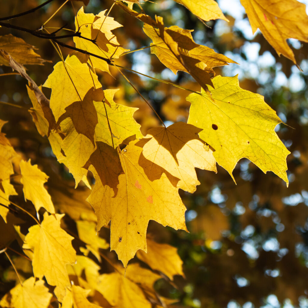 Yellow maple tree leaves