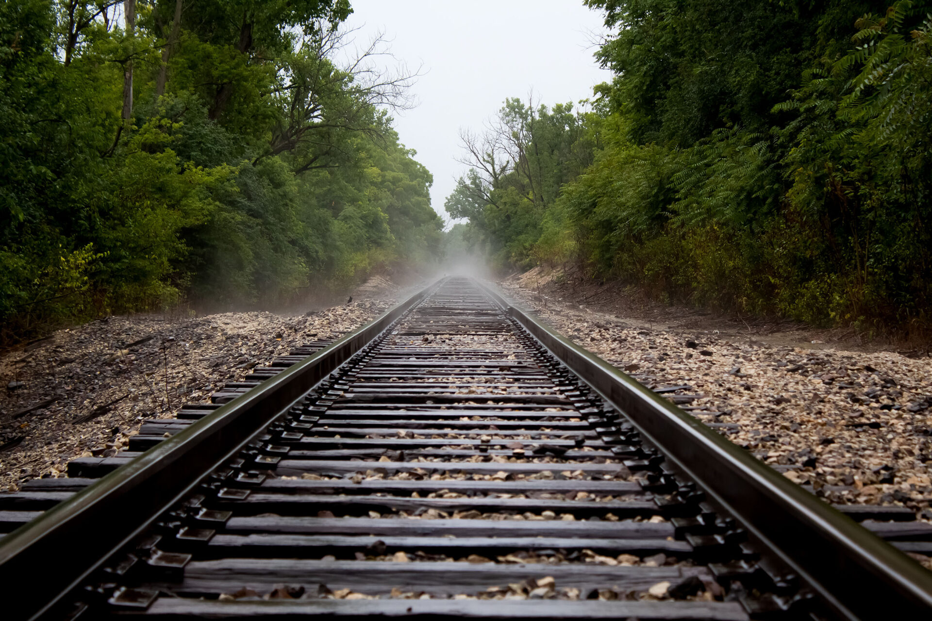 Abandoned train tracks in forest